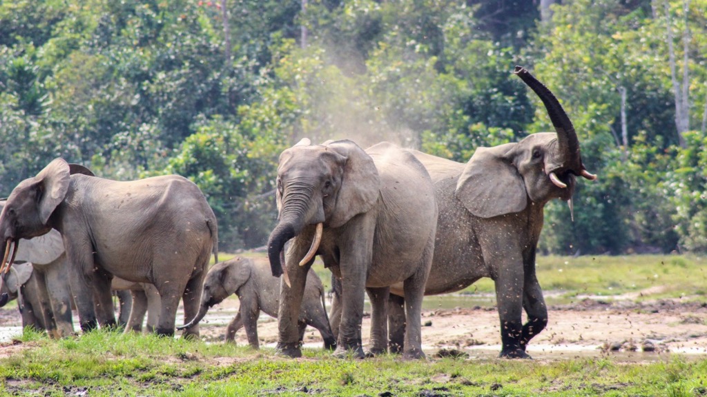 Wildlife Forest Elephant