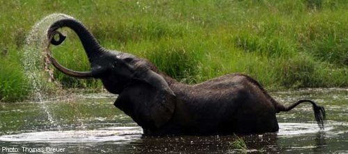 Nouabale-Ndoki National Park